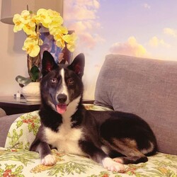 Adopt a dog:Sky/Collie/Female/Young,Sky is a sweet little girl. Shes very gentle with everyone. She loves getting and giving attention and enjoys playing outside. She is looking or her forever home where she can grow up and old.