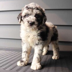 Willow/Sheepadoodle									Puppy/Female	/7 Weeks,This sweet and adorable puppy is looking for a forever family! All vaccinations and dewormings are up to date and any necessary paperwork will be provided. Raised by a large and loving family, this pup is sure to be a wonderful new companion for you! To make the transition easier, a baggie of food will also be included. Please contact anytime!