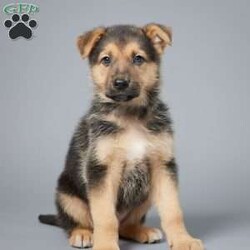 Ranger/German Shepherd									Puppy/Male	/11 Weeks,Ranger is an adorable AKC registered German Shepherd puppy eagerly awaiting his new home. He has been thoroughly vet checked to ensure his health and well-being and comes with a 1-year health guarantee.