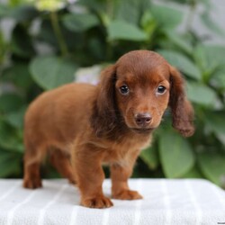 Tucker/Dachshund									Puppy/Male	/9 Weeks,Meet Tucker our beautiful and healthy Dachshund puppy. He is up to date on vaccinations and dewormers and is vet checked and cleared. Tucker is well socialized and loves to play. He will be a wonderful friend and companion. 
