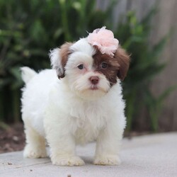 Daisy/Teddy Bear									Puppy/Female	/9 Weeks,Say Hi to Miss Daisy! She’s a super friendly and exquisite Shichon, it’s hard to not get attached to her. She has the ability to make anyone smile, just spend a little time with her and you’ll have a new best friend 