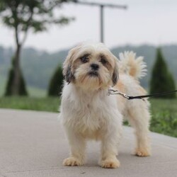 Daisy/Teddy Bear									Puppy/Female	/9 Weeks,Say Hi to Miss Daisy! She’s a super friendly and exquisite Shichon, it’s hard to not get attached to her. She has the ability to make anyone smile, just spend a little time with her and you’ll have a new best friend 