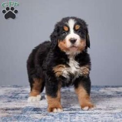 Ally/Bernese Mountain Dog									Puppy/Female	/11 Weeks,Ally is a wonderful Girl from Mindy & Hans, great Personality and so Chill, very calm and loves to play with our children, Born in a great Family enviroment. both Parents are health tested, and come from Great Bloodlines, the Dad is a AKC Show Grand Champion with excellent temeperment and color.