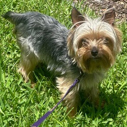 Adopt a dog:Rocco/Yorkshire Terrier/Male/Young,Meet Rocco! Rocco is a 1 year old male yorkie and he weighs about 5 pounds. Rocco arrived in rescue when his previous family could no longer care for him. He has settled into foster care nicely and is ready for a forever family to call his own! His foster mom says: This sweet sweet boy will steal your heart! He loves to cuddle, on the couch and in the bed at night. He is always under foot so no senior or tiny humans please as he WILL trip you. He has not met a stranger yet and good with other pups in the home. Would probably do best if another pup was in the home his size or a little bigger would be fine and similar energy level. This little guy will follow you every.where.you. go! He is a shadow dog without a doubt! Rocco can squeeze through gates and will do it if you are on the other side of said gate. In fact he will most likely beat you to the room where you are going. He is a typical yorkie and likes to voice his opinions whether asked or not. He does bark for a few minutes after you leave but settles down pretty quickly. He is not fully house trained, but we are working on it. If you have a fenced yard, you must go with him, as he won’t go out on his own and due to his tiny size. Rocco walks well on a harness/leash. He is not a fan of crates and will let you know how displeased he is if he is put in one. When petting on another dog Rocco will run right over and paw at your hand so he can get all the pets. He loves attention! Do you have lots of love and time to give this cutie?

Rocco is neutered, up to date on vaccines, heartworm negative, microchipped and has had his teeth cleaned!

Rocco is fostered in the Orlando area and his adoption donation is $450. If you are interested in applying to adopt Rocco, please visit www.floridalittledogrescue.com to read the adoption process and complete an application! Please note that emails simply asking 