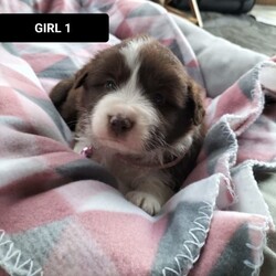 Quality Border collie puppies /Border Collie//Younger Than Six Months,wanting sold ASAP I am negotiable on pricesLast Two puppies needing there forever homes 