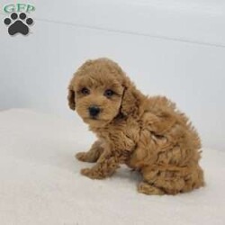 Randal/Toy Poodle									Puppy/Male	/6 Weeks,Meet Randal! A happy healthy puppy who is up to date with shots and dewormer, is microchipped, has been vet checked, and is looking for a loving home! Please contact us with any questions or to come and meet him!
