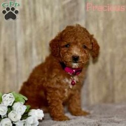 Precious/Toy Poodle									Puppy/Female	/8 Weeks,Precious is a sweet ,playful little toy poodle.She has been seen by a vet and has no obvious health problems.Her vaccines are up to date. She leaves for her new forever home with a health guarantee and her ACA registration ,plus she’s microchipped for her safety.She stands out as a top quality puppy with excellent health!