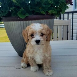 Kisha/Cavapoo									Puppy/Female	/8 Weeks,Hello, I’m Kisha, I absolutely love attention,  which I get plenty of since I have been well socialized with children and raised on a farm since I was a week old. I am up to date on all my vaccinations and wormer and looking for a place to call home. If you would like to know more about me , please give the breeder a call an he will be happy to answer any questions you have. Kisha will come with a 1-year genetic health guarantee.  Any questions call or text the breeder today. 