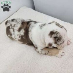 Geneva/English Bulldog									Puppy/Female	/6 Weeks,Meet Geneva! A happy puppy who is up to date with shots and dewormer, is microchipped, and is looking for a loving home! Please contact us with any questions or to come meet her!