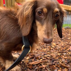 Adopt a dog:Mocha/Dachshund/Female/Adult,hi Mocha!

This pretty girl is a 4 1/2 year old Miniature Long Haired Dachshund (12 lbs). She came to us from Lancaster when she was no longer wanted in the breeding program. 

Mocha is a sweet and sensitive girl. She came to us a bit shy and nervous so she is slowly gaining her confidence. She allows us handling, including being picked up, but just needs us to go a bit slower with her. At this time, she would a bit more quiet home with no young children. 

She has done well with dogs and would need dog meets with any residents. 

She will come spayed, vaccinated, dewormed, microchipped and 4dx tested. She also had a hernia fix.

** If you are serious about adoption, please fill out the adoption application on our website www.phoenixanimalrescue.com Her adoption fee is $450. Please note that our website is currently having some issues - if you are unable to access it, please follow this link to the application directly https://www.shelterluv.com/matchme/adopt/PHO/Dog?fbclid=IwAR1OmAB6gFoXO-RgRwWNJ_oSJIC_lJM2oMdJIqyNothAIBsYBO_iN4BmDAg **