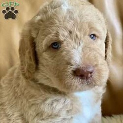 Scout/Labradoodle									Puppy/Male	/5 Weeks,Meet Scout. This pretty, blue-eyed boy is an F1b labradoodle. He has a wavy, blonde colored coat with several white markings. Scouts mama, Oakley, is a yellow F1 labradoodle and his dad is a tri-colored standard poodle. Scout is very socialized and is snuggled and played with by both children and adults on a regular basis. He hangs out with us both outside and in our house as well. Scout will be around  I’d love for you to meet Scout here at our home, or if distance is an issue, we can arrange a meeting over FaceTime. Please text if you want more info, or more photos and videos. 