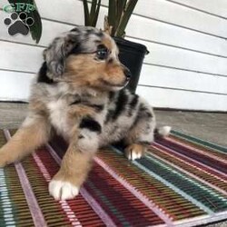 Clover/Australian Shepherd									Puppy/Female	/6 Weeks,Clover is very mellow, but loves cuddles, and is friendly. She is considered very tame and loving. She has been around children, and loves to play. She will be a great addition to your family:)