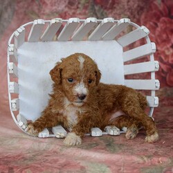 Josie/Miniature Poodle									Puppy/Female	/7 Weeks,Contact us to meet this little girl! She is very friendly and well socialized. She is up to date with vaccines and dewormer, and has had her first vet exam as well. She is AKC registered. Both parents are intense red! 