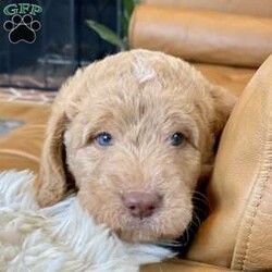 Ranger/Labradoodle									Puppy/Male	/5 Weeks,Meet Ranger..this sweet boy is an F1b labradoodle and has the prettiest eyes (from his mama) and his soft, wavy/curly dark blonde coat makes it hard to keep your hands off of him (which he loves). Ranger’s mama is an F1 labradoodle and dad is a tri-colored standard poodle. Ranger is very socialized and is around children and adults on a regular basis. He spends lots of time with our family both outside and in the house as well. We would love to set up a time for you to meet Ranger here at our home or FaceTime is an option as well. He will be vet checked and up-to-date on vaccines and dewormer before leaving us for his forever home. Please text me if you feel Ranger might be a good fit for you and I’ll be happy to send more photos or videos. 