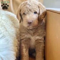 Ranger/Labradoodle									Puppy/Male	/5 Weeks,Meet Ranger..this sweet boy is an F1b labradoodle and has the prettiest eyes (from his mama) and his soft, wavy/curly dark blonde coat makes it hard to keep your hands off of him (which he loves). Ranger’s mama is an F1 labradoodle and dad is a tri-colored standard poodle. Ranger is very socialized and is around children and adults on a regular basis. He spends lots of time with our family both outside and in the house as well. We would love to set up a time for you to meet Ranger here at our home or FaceTime is an option as well. He will be vet checked and up-to-date on vaccines and dewormer before leaving us for his forever home. Please text me if you feel Ranger might be a good fit for you and I’ll be happy to send more photos or videos. 