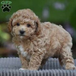 Jase/Bich-poo									Puppy/Male	/7 Weeks,To contact the breeder about this puppy, click on the “View Breeder Info” tab above.