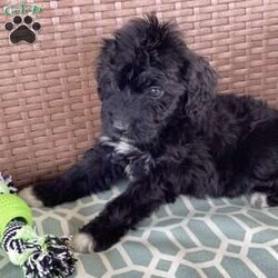 Max/Portuguese Water Dog									Puppy/Male	/6 Weeks,Max is a happy, healthy and playful Pwd puppy looking for a loving forever home. He absolutely loves playtime and attention! Max is family raised around children. He is up to date with vaccinations and wormers.