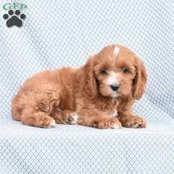 Balto/Cockapoo									Puppy/Male	/8 Weeks,Meet this adorable, little fellow! This puppy is family raised and is sure to do super with kids. Balto is up to date with his first puppy shots and dewormers and has been vet checked. He is sure to make a wonderful pet! Call soon to make this dear puppy your own! He is ready for his new home July 31.
