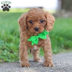 Cody/Cavapoo									Puppy/Male	/10 Weeks,Meet Cody! He is the perfect little Cavapoo puppy. This darling bundle of vivacious energy will keep you on your toes with his outgoing personality and adorable puppy antics. With hair as soft as silk and a tendency to snuggle, he can also be the best nap buddy. If you are searching for a companion for many adventures, you have found the one.