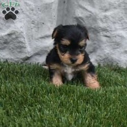 Mia/Yorkie									Puppy/Female	/5 Weeks,Mia is a very special puppy to us but we are looking for an exceptionally good home for her. She was family raised with kids very well socialized. She should mature around six pounds