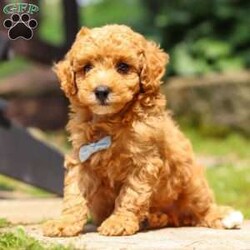Alfie/Toy Poodle									Puppy/Male	/8 Weeks,Say Hello to Aflie! He is a beautiful red Toy Poodle. You will fall in love with this little guy the minute you meet him and he will be sure to greet you with lots of puppy kisses. Alfie will love going on a walk to the park with you on a warm sunny day. Bouncing around in the yard playing with his favorite toys. Toy Poodles are extremely intelligent and are very easy to train. This makes the perfect dog for you and your family!