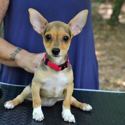 Female Chihuahua is available for adoption