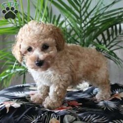 Rebecca/Toy Poodle									Puppy/Female	/8 Weeks,Here comes a tiny little Toy Poodle with a sassy side and a heart of gold! This charming little pup loves attention and is socialized with children. If you are looking for a puppy who is up to date on shots and dewormer and vet checked contact us today! 