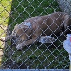 Adopt a dog:Bubba/American Bulldog/Male/Adult,Please contact Debbie (Deb@AmericanbulldogRescue.org) for more information about this pet.

Dog: Bubba
Age: 8 yrs old
Weight: 85lbs
Location: Jacksonville NC
Nicknames:
Good with other dogs?: Yes. Would do best with a female companion of the same vibe.
Good with cats? Yes.
Good with children? unknown, will not be adopted to a home with kids under 10
Activity Preference: Needs in-house activities, Low maintenance overall but needs quality outside time., Will go with the flow, 'Energy, do you mean like walking to my food bowl?'
IQ: Has many other endearing qualities but brains ain't one of 'em
Bubba's favorite things: He LOVES his food and his treats, no matter what it is! He likes his bed in his kennel for resting, but during the day he likes to lay around the house and hang outside. He is usually calm and lazy, but sometimes he will have a spurt of energy. Who doesn't have the occasional zoomie!
Bubba is good at: meeting people, meeting dogs, staying in a crate, behaving in the house, going for car rides, walking on a leash
Ideal home: another dog, quiet environment, someone at home most of the day, a fenced yard
Training Needs: needs obedience training
Health issues: Old man arthritis and the typical bulldog allergies. Bubba is currently undergoing heartworm treatment. He will stay with his current foster until treatment is finished.
Meet Bubba
Bubba came to us from the local county shelter as a stray. He moved around a bit since getting out of the shelter. His travels include two foster homes, a vet clinic and finally, a staff member of the vet clinic graciously chose to foster and love him while he undergoes heartworm treatment.
Bubba matches the energy of the people and animals around him, he can go from catching some z's to running around the yard in a matter of minutes if that is what is on the agenda. He will be friends with other dogs, and sometimes even seems lonely without another dog. He mostly ignores cats.
Also, he loves meeting new people and friends. Bubba would be the perfect companion if you love to lay around as much as he does, or even if you like to chill outside in the sun. Sometimes he can cause trouble and try to eat your whole pantry, but he is a very loveable dog, and he's wayyy too cute to resist.

PLEASE READ: Adopters will not be considered without completing an application. Please visit www.AmericanBulldogRescue.org to apply! Remember - Adoption is always the best option! If you can't help by adopting a homeless pet, please consider making a tax-deductible donation to American Bulldog Rescue, 4 Terry Drive, Suite 1D Newtown, PA 18940 or paypal AmericanBulldogRescue@verizon.net. We cannot place dogs in homes with children under 10 unless that dog has lived with kids or is in a foster home with kids. Thank you.To be considered for adoption, you must apply using our free, online application. Our dogs are fostered in our volunteers' homes, not in a central shelter/location. Only approved applicants are put into contact with the foster family to setup a meeting with the foster dog. Visit our Adoption Policies web page for more information and a link to our application: http://americanbulldogrescue.org/adoption-policies/.