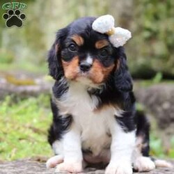 Tiana/Cavalier King Charles Spaniel									Puppy/Female	/8 Weeks,Tiana is a gorgeous AKC Cavalier King Charles Spaniel puppy with a super outgoing and friendly personality! To know her is to love her. She always comes running to greet you with the sweetest puppy kisses, just wiggling with excitement! She has an infectious, happy energy and a love for adventures. Anywhere you dream of going, she is ready to join you. These pups are full of energy and excitement. We strive to raise healthy puppies and spend ample time with each puppy, helping them become confident in the world around them. 
