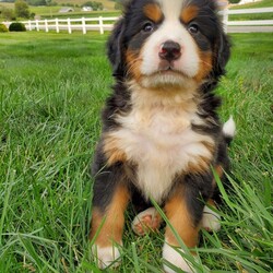 SHEILA/Bernese Mountain Dog									Puppy/Female	/7 Weeks,LOOK AT ME! I’m a happy healthy fluffy friendly puppy. I AM NOT A KENNEL PUPPY!Raised in the rolling hills of Holmes County where I play outside every day. Call or text for more information. 