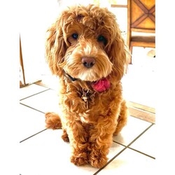 Female Cavapoo is available for adoption