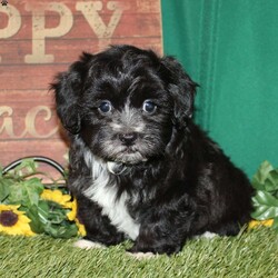 Mr. Monk/Teddy Bear									Puppy/Male	/11 Weeks,Mr. Monk is the perfect puppy for a family looking for a sharp little fellow who has fur that looks like a clean new suit! He loves attention and is very smart! Mr. Monk is up to date on shots and dewormer and vet checked. He is well socialized with children and family raised. If you are looking for a friendly new pup to add to your home contact us today! 