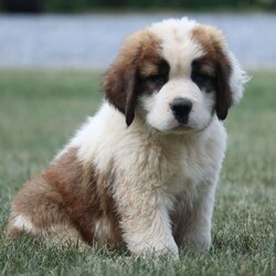 Ben/Saint Bernard									Puppy/Male	/9 Weeks,Looking for help in choosing a furever St Berrnard puppy? Your search can be over! With over 16 years of experience in raising these beautiful dogs,we can help you successfully choose the puppy of your dreams today!