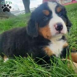HARPER/Bernese Mountain Dog									Puppy/Female	/7 Weeks,LOOK AT ME!I’m a happy healthy fluffy friendly puppy. I AM NOT A KENNEL PUPPY!Raised in the rolling hills of Holmes County where I play outside every day. Call or text for more information. 