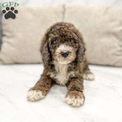 Sally/Mini Bernedoodle									Puppy/Female	/8 Weeks,This sweet and adorable puppy is looking for a forever family! All vaccinations and dewormings are up to date and any necessary paperwork will be provided. Raised by a large and loving family, this pup is sure to be a wonderful new companion for you! To make the transition easier, a baggie of food will also be included. Please contact anytime!