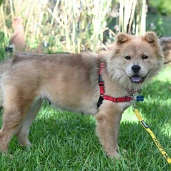 Adopt a dog:me/Chow Chow/Female/Young,Sweet, petite, and ready to meet.......her forever person/family! Dreamy is approximately 2 years old and is just the sweetest girl. She is super smart, does well with other dogs and puppies, is doing great with crate training, and is just a happy pup! 

**Dreamy is located in Austin, TX. Paid transport can be arranged. Transport costs range from $200-400.** 

If you are interested in adopting, please complete an application @ https://form.jotform.us/41173109602142. Once approved, home visit and reference checks are also required. If you have further questions outside of this listing, please email chowmail.hccc@gmail.com.