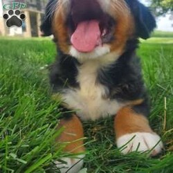 HARPER/Bernese Mountain Dog									Puppy/Female	/7 Weeks,LOOK AT ME!I’m a happy healthy fluffy friendly puppy. I AM NOT A KENNEL PUPPY!Raised in the rolling hills of Holmes County where I play outside every day. Call or text for more information. 