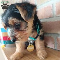 Gavin/Shorkie									Puppy/Male	/8 Weeks,If you like the Yorkie look, look no further than Gavin. He’s calm, quiet, and ADORABLE! Look at those ears!