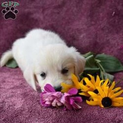 Kelly/English Cream Golden Retriever									Puppy/Female	/8 Weeks,Hello I’m updated on vaccines, wormer and microchipped as well! I’m family raised ! BOTH OF MY PARENTS ARE OFA CERTIFIED AND GENETIC CLEAR!! I come with a one year genetic health guarantee! 
