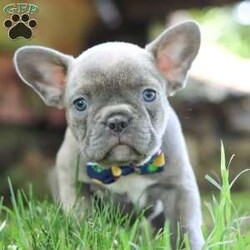 King/Frenchton									Puppy/Male	/7 Weeks,Say Hello to the cutest puppy named King! He is a sturdy little Frenchton puppy that has inherited some of the best qualities from both of his parents. Frenchtons are playful, outgoing, and love to be the center of attention. He will be sure to greet you with lots of puppy kisses and will jump all over you! With his cute little puppy-dog face you won't be able to resist him. He will be sure adapt to your family right away.