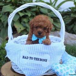 Baxter/Toy Poodle									Puppy/Male	/11 Weeks,Check out this loving Toy Poodle puppy, Baxter! He is family raised with children and can be registered with the ACA. Also, this cutie pie is up to date on shots & wormer, come with a 30-day health guarantee provided by the breeder, and will be checked by a vet before coming home with you. Baxter loves to be silly and would make a great companion for anyone interested in adopting. If you want to learn more about this precious fella and how to make him yours, please call Anna Mae today!