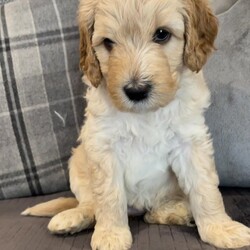 Adorable Goldendoodle puppies./Goldendoodle/Mixed Litter/4 weeks,We are delighted to announce the safe arrival of 8 beautiful puppies born 13th July, they will be ready for their 5* home on the 7th of September.
Mum is doing a fantastic job and the puppies are thriving.

About mum 

Penny is our homebred 3 year old F1b Goldendoodle standing 17 inches to her shoulder and weighs approximately 22kg.
Penny has an amazing temperament, full of fun, she is loving and loyal, a perfect example of this breed.
 She has a beautiful creamy coloured soft curly non shedding coat .
 Penny is fully health tested and is up to date with all vaccinations, flea and worming treatments. She is an absolute delight to spend time with.

About dad

Dave is a fully health tested KC registered parti standard poodle.
His health test results can be seen when viewing a puppy.
 He has a wonderful calm temperament and is extremely sociable and pleasant with people and other dogs.
About the breed

Goldendoodles are a cross of two very intelligent breeds.
 These dogs will grow to be loving and extremely loyal.
They are known for their trainability which makes them the perfect pet for first time owners.
 They are an ideal family pet, calm, supportive and love long walks on or off the lead.
The puppies were born and are being raised in our family home that is busy with everyday noises from children and other pets. They
are very well socialised.
All my puppies are cared for as if I were keeping every one.
These puppies are 3rd generation, granny can be seen with mum also.

At 8 weeks they will leave with a full puppy pack containing toys, blanket and a full size bag of Royal Canine
puppy food, which they are currently being weaned on.
They will be health checked, vaccinated and chipped by our vet. They will have had full worming and flea treatments also.
They will be covered by 4 weeks pet insurance.
A non returnable deposit of £300 will secure your puppy. I will send photo updates regularly and visiting is not a problem.