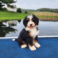 Mojo/Mini Bernedoodle									Puppy/Male	/15 Weeks,Meet Mr. Handsome… This is the result of very careful and intentional breeding…. World-class genetics that are non fading… And clear of all genetic diseases…