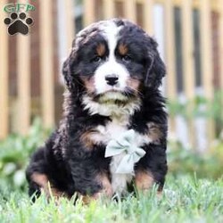 Spencer/Miniature Bernese Mountain Dog									Puppy/Male	/6 Weeks,Fluffy, cute, and charming are just a few of the words I would use to describe this darling Spencer. This sweet Mini Bernese may just be that missing thing in your life! He’ll steal your heart with his excited tail wags and sloppy puppy kisses in no time. Having received lots of love and attention since birth has allowed him to become very adaptable and well socialized. He will have no problem becoming accustomed to his new family and their lifestyle. His mom is a friendly Bernese and his dad is a lively Cavalier. He arrives at his forever home completely vet checked, microchipped, up to date on all the necessary vaccines and dewormer, and a one-year genetic health guarantee is included. Please call or text for more information or to schedule a visit! 