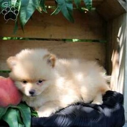 Amia/Pomeranian									Puppy/Female	/7 Weeks,This baby girl is ready to find her forever home! She is expected to be 7-8 lb full grown. She is being family raised with children and is very well socialized. She is up to date on all vaccines and preventive deworming. We encourage you to come meet her in person, however if you are out of the area, we offer facetime calls! If you have any questions or would like to make a deposit to place her on hold, give us a call/text or send us a message. All of our puppies go home with their proper paperwork, a 2 year genetic health guarantee, 30 free trail of Trupanion Pet Insurance, pre-paid registration that is emailed to you once you bring your puppy home, a pre-paid online K9 Master Class and microchipped. Each of our puppies also go home with some food to transition on, NuVet & treats. We do accept Venmo & PayPal