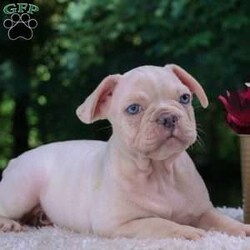 Diesel/French Bulldog									Puppy/Male	/13 Weeks,Meet Diesel, the adorable French Bulldog puppy! Vet checked and guaranteed healthy, he his friendly and well socialized!. Playful, curious, and full of affection, he’s the perfect companion.