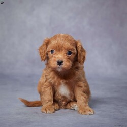 Barney/Cavapoo									Puppy/Male	/6 Weeks,AKC registered / Genetically tested Parents – Happy and healthy – F1 Cavapoo – Up to date on and deworming – Microchipped – 6 month health/1 year genetic guarantees(1yr/2yr if you remain on recommended food)- Full vet examination Call/text/email to schedule a time to come out and visit. We can ship to you, or can meet you at our airport. We can also meet in between if a reasonable distance.