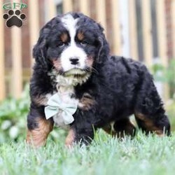 Spencer/Miniature Bernese Mountain Dog									Puppy/Male	/6 Weeks,Fluffy, cute, and charming are just a few of the words I would use to describe this darling Spencer. This sweet Mini Bernese may just be that missing thing in your life! He’ll steal your heart with his excited tail wags and sloppy puppy kisses in no time. Having received lots of love and attention since birth has allowed him to become very adaptable and well socialized. He will have no problem becoming accustomed to his new family and their lifestyle. His mom is a friendly Bernese and his dad is a lively Cavalier. He arrives at his forever home completely vet checked, microchipped, up to date on all the necessary vaccines and dewormer, and a one-year genetic health guarantee is included. Please call or text for more information or to schedule a visit! 