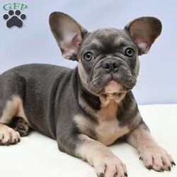 Grady/French Bulldog									Puppy/		/13 Weeks,Meet Grady, the adorable Lilac and Tan French Bulldog puppy! Vet checked and guaranteed healthy, he his friendly and well socialized!. Playful, curious, and full of affection, he’s the perfect companion.