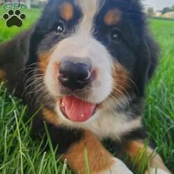 EGLI/Bernese Mountain Dog									Puppy/Male	/8 Weeks,LOOK AT ME! I’m a happy healthy fluffy friendly puppy. I am home raised with my family. Raised in the rolling hills of Holmes County where I play outside every day. Come  meet  me or I can  be shipped to your  front door  for a  small  additional fee. Call or text for more information.